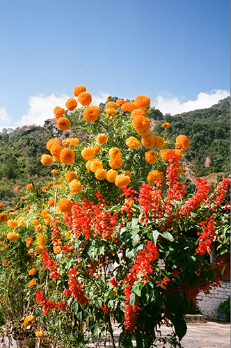 flowers